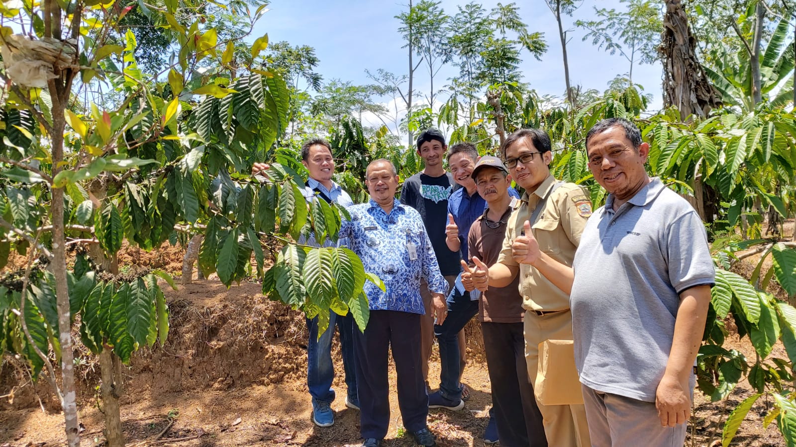 Indonesian coffee plantation