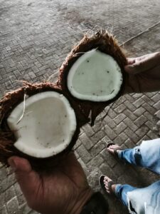 Indonesia Mature Coconut Supplier