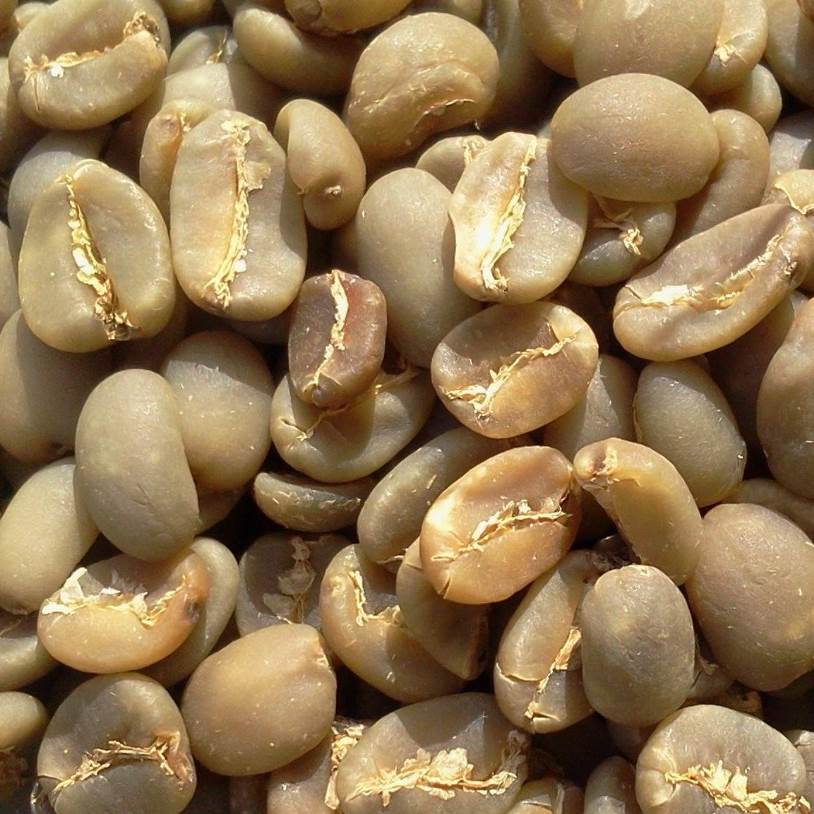 Robusta Coffee Beans Supplier
