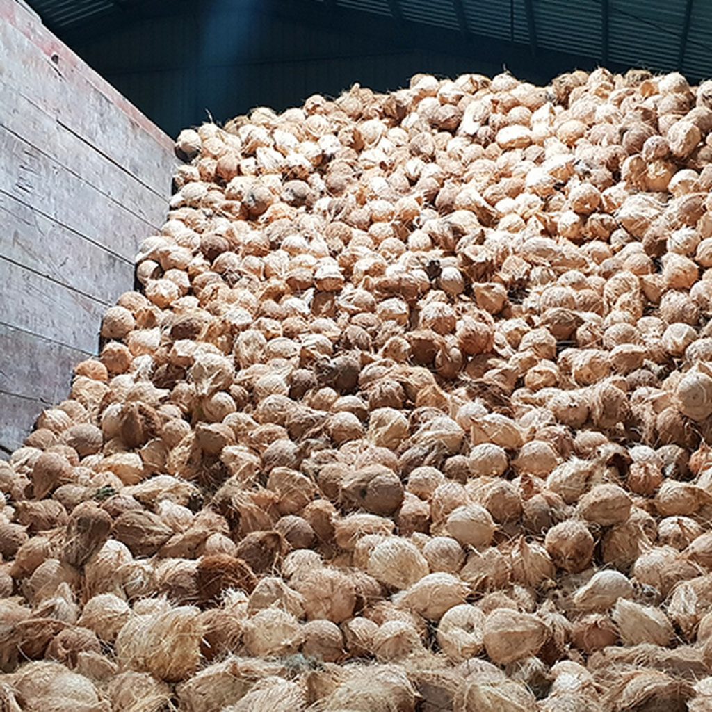 Export Quality Semi Husked Coconut