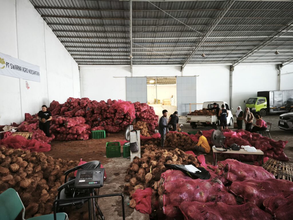 Semi Husked Coconut wholesale