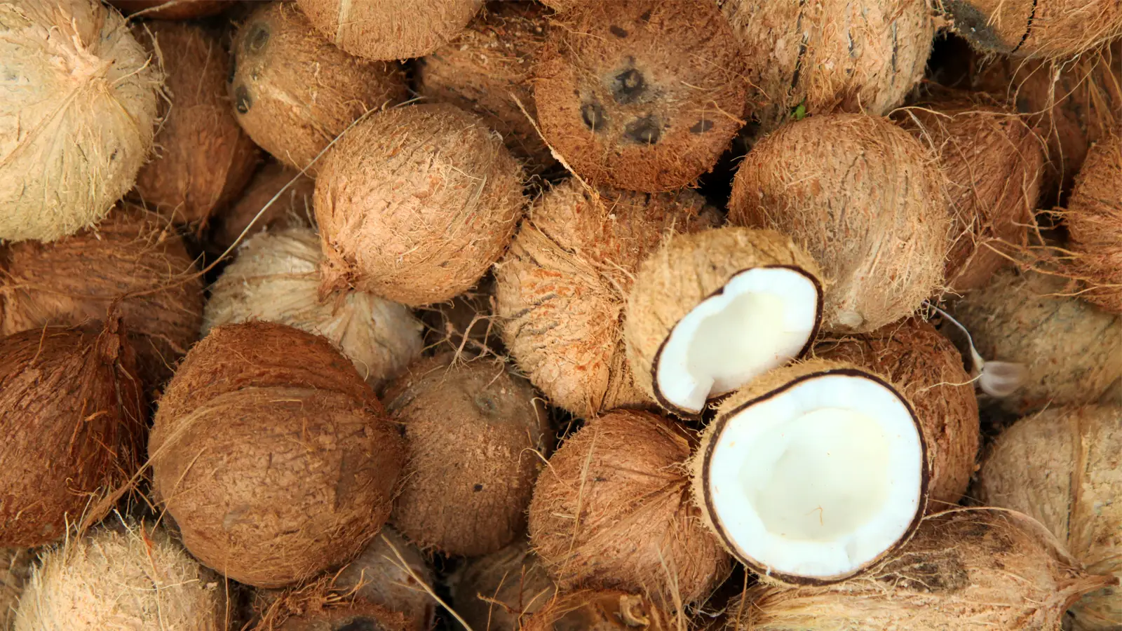 Buy Fresh Semi Husked Coconut