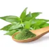 High-quality Andrographis paniculata extract powder (Sambiloto) in a wooden spoon with fresh green Andrographis leaves, supplied by a leading Indonesian B2B manufacturer for the pharmaceutical and nutraceutical industries.