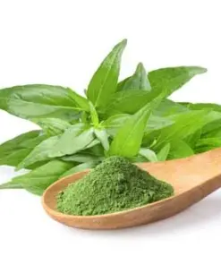 High-quality Andrographis paniculata extract powder (Sambiloto) in a wooden spoon with fresh green Andrographis leaves, supplied by a leading Indonesian B2B manufacturer for the pharmaceutical and nutraceutical industries.