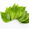 Fresh green Betel leaves (Piper betle) for premium herbal extract from a leading B2B manufacturer and exporter in Indonesia.