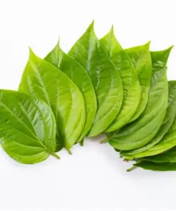 Fresh green Betel leaves (Piper betle) for premium herbal extract from a leading B2B manufacturer and exporter in Indonesia.