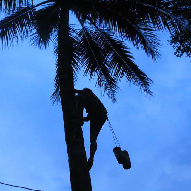 coconut sugar factory