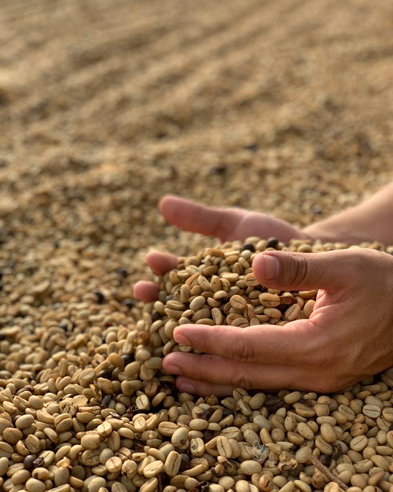 coffee beans supplier company