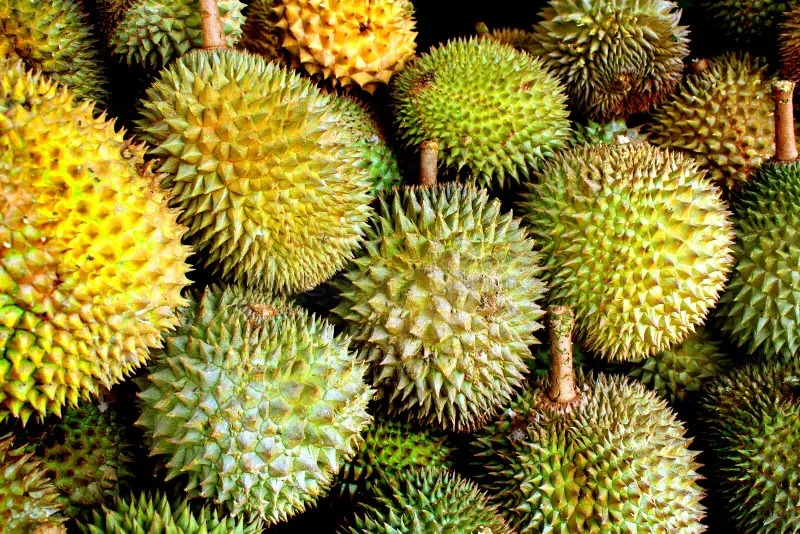 Wholesale durian export