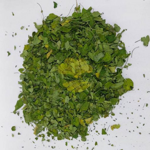 moringa leaf supplier