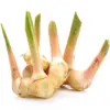 Freshly harvested Alpinia galanga root, the source for Swarna Agro's high-purity galangal extract for international B2B supply.
