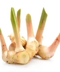 Freshly harvested Alpinia galanga root, the source for Swarna Agro's high-purity galangal extract for international B2B supply.