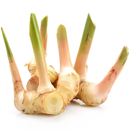 Freshly harvested Alpinia galanga root, the source for Swarna Agro's high-purity galangal extract for international B2B supply.