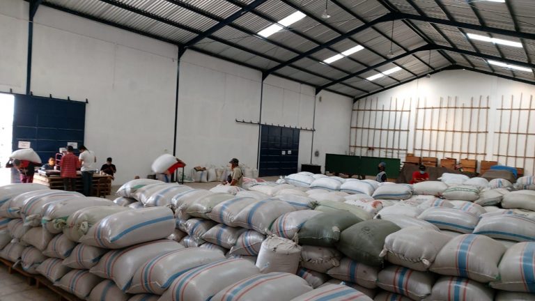 Large-scale warehouse of a leading Indonesia coffee bean supplier showing stacks of Grade 1 green coffee beans on pallets for international export.