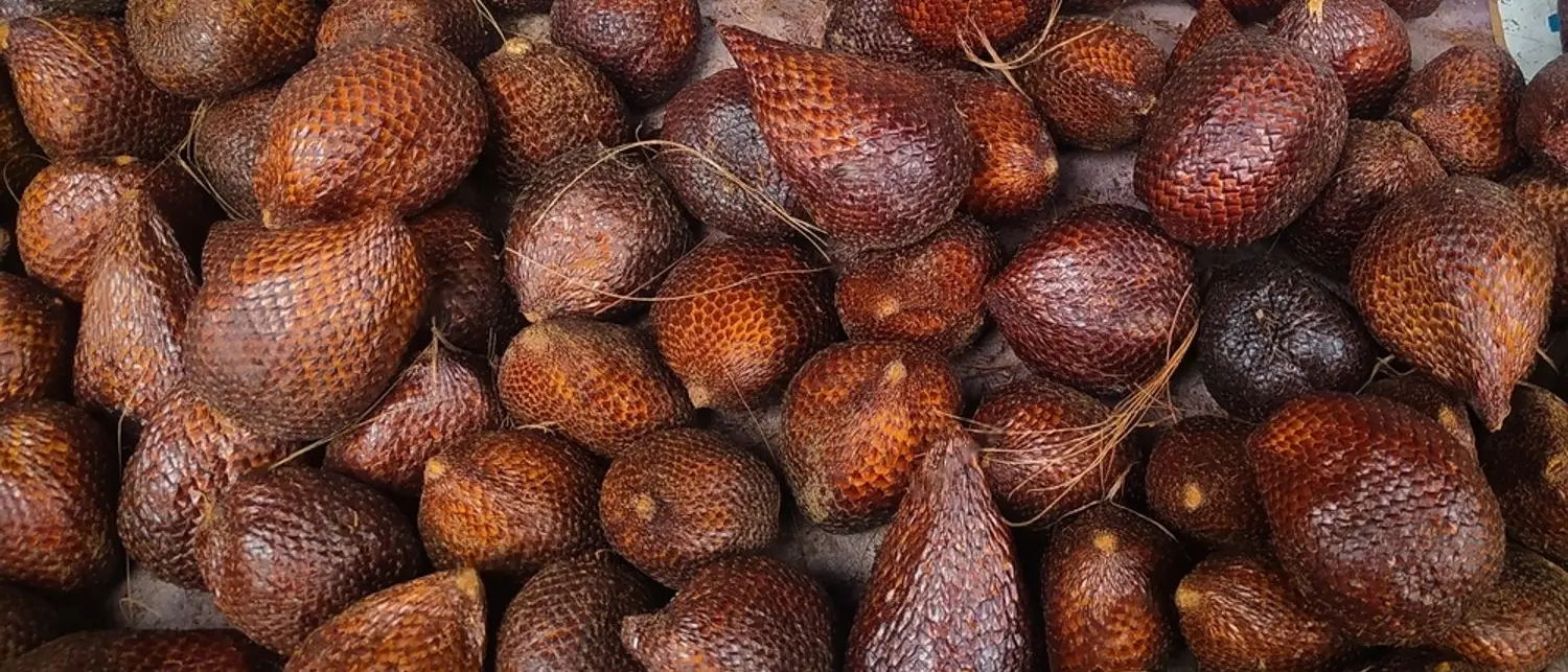 salak pondoh supplier