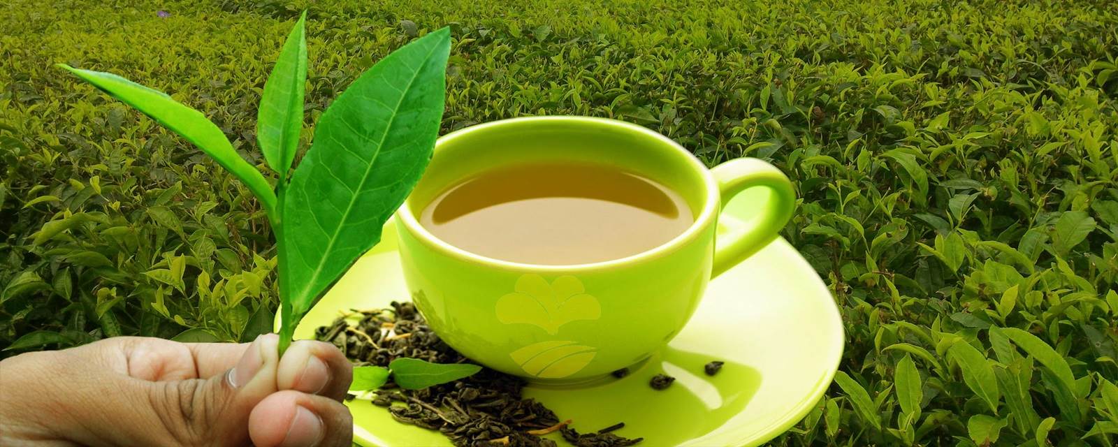 organic tea manufacture