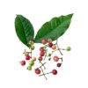 Teks Alt (Alt Text): Fresh Indonesian Bay Leaf (Syzygium polyanthum) fruit and leaves, raw material for high-quality herbal extract for food and pharmaceutical industries.