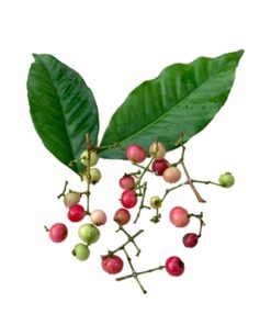 Teks Alt (Alt Text): Fresh Indonesian Bay Leaf (Syzygium polyanthum) fruit and leaves, raw material for high-quality herbal extract for food and pharmaceutical industries.
