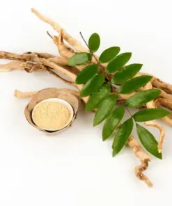 High-quality Eurycoma longifolia (Tongkat Ali) root with pure extract powder from a leading Indonesian B2B supplier for supplements